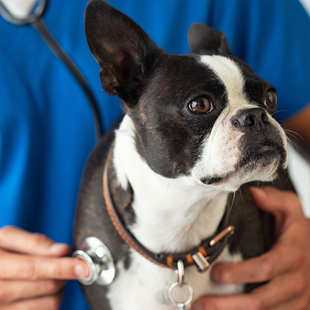 A dog being examined by a vet