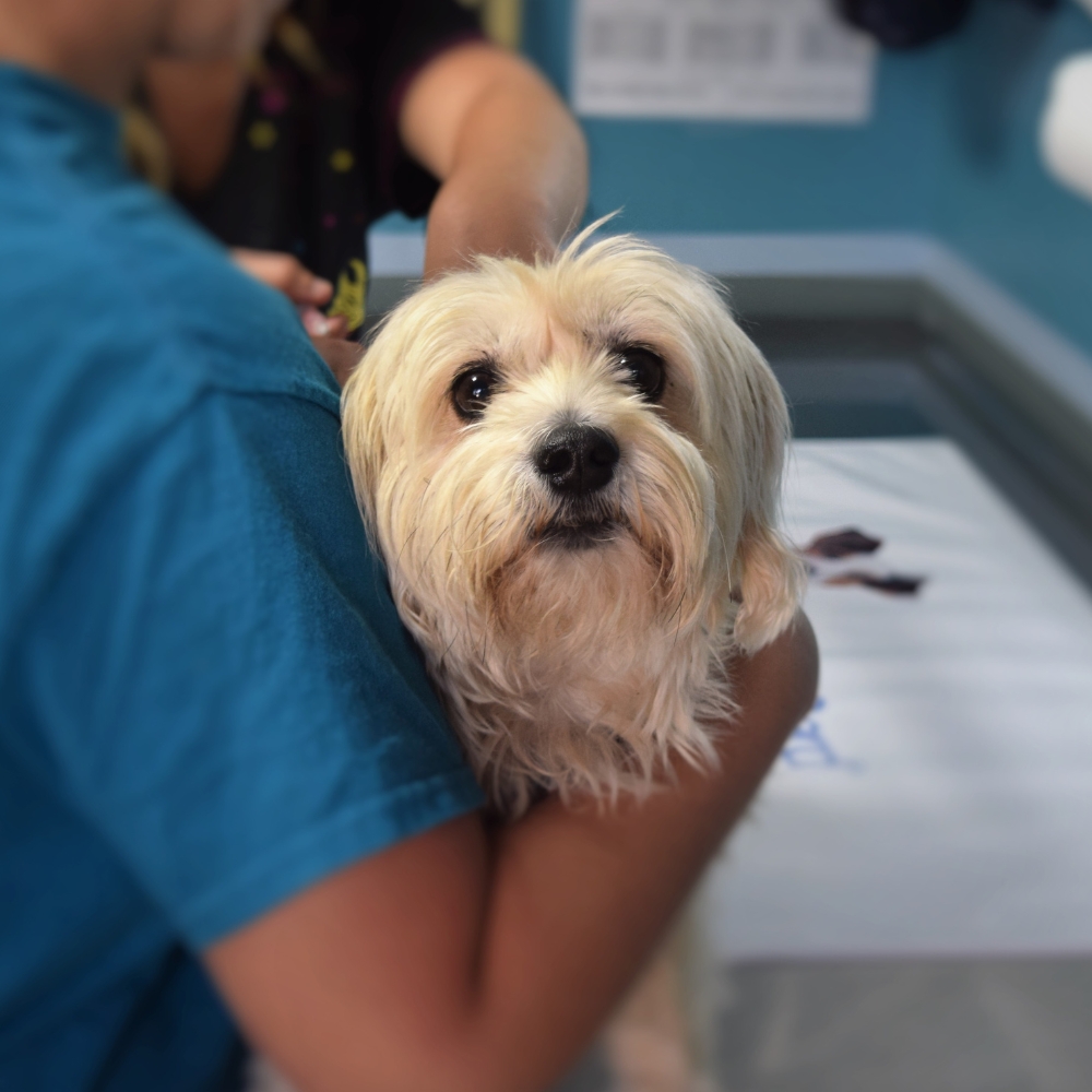 A dog is checkup by a vet
