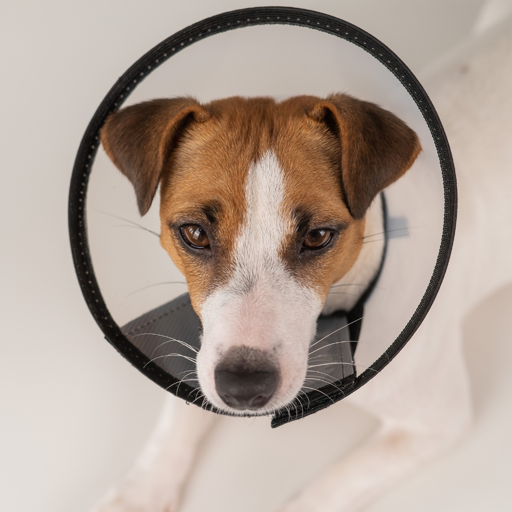 A puppy with round collar