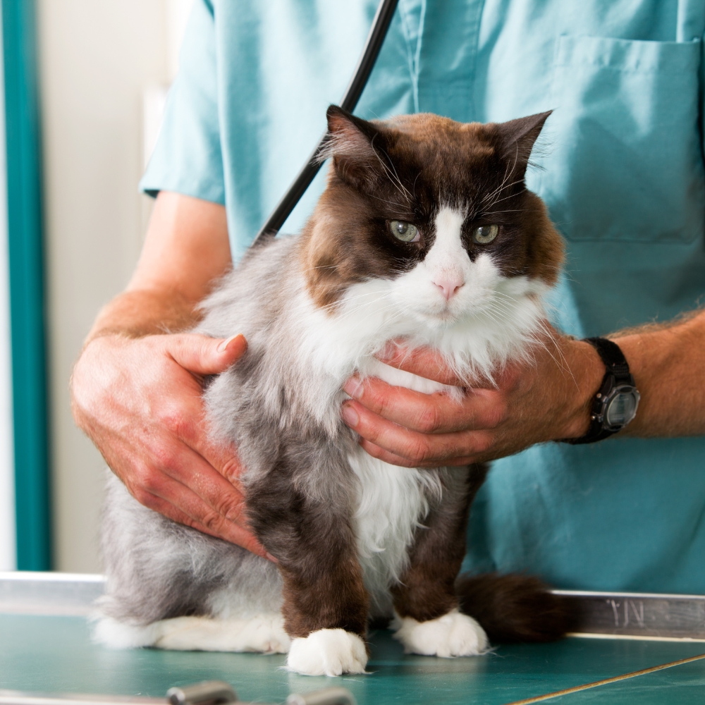 A vet is holding a cat