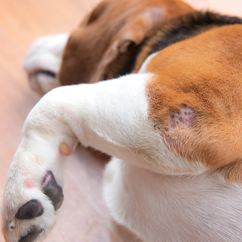 A dog's hind leg showing a healed wound
