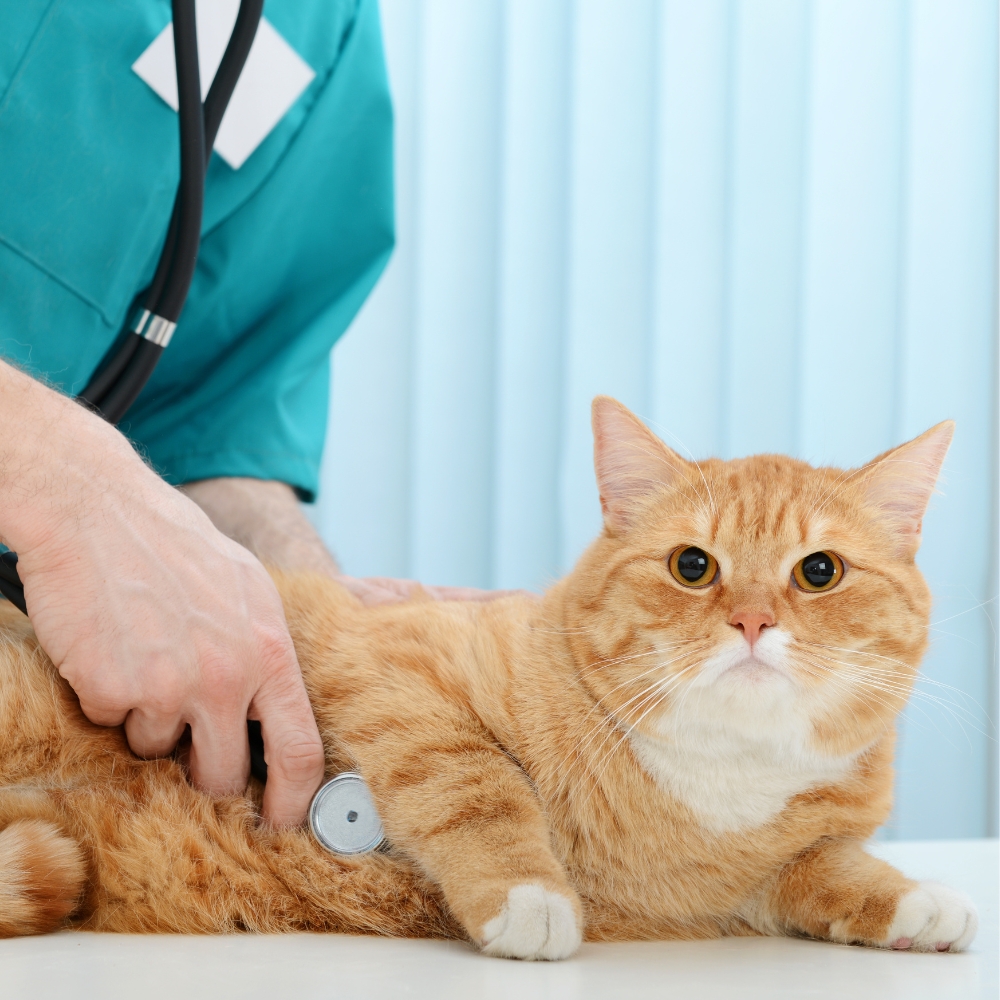 A vet is holding a dog