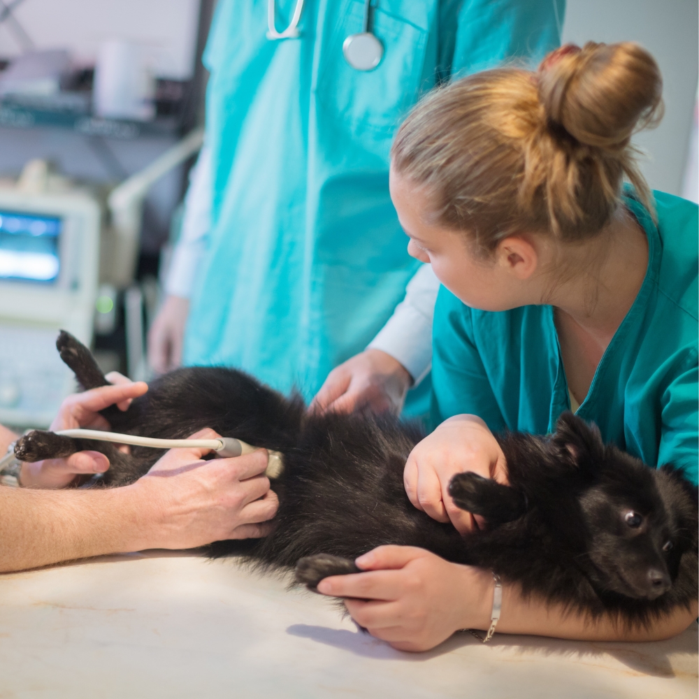 A dog gets an ultrasound exam by vets