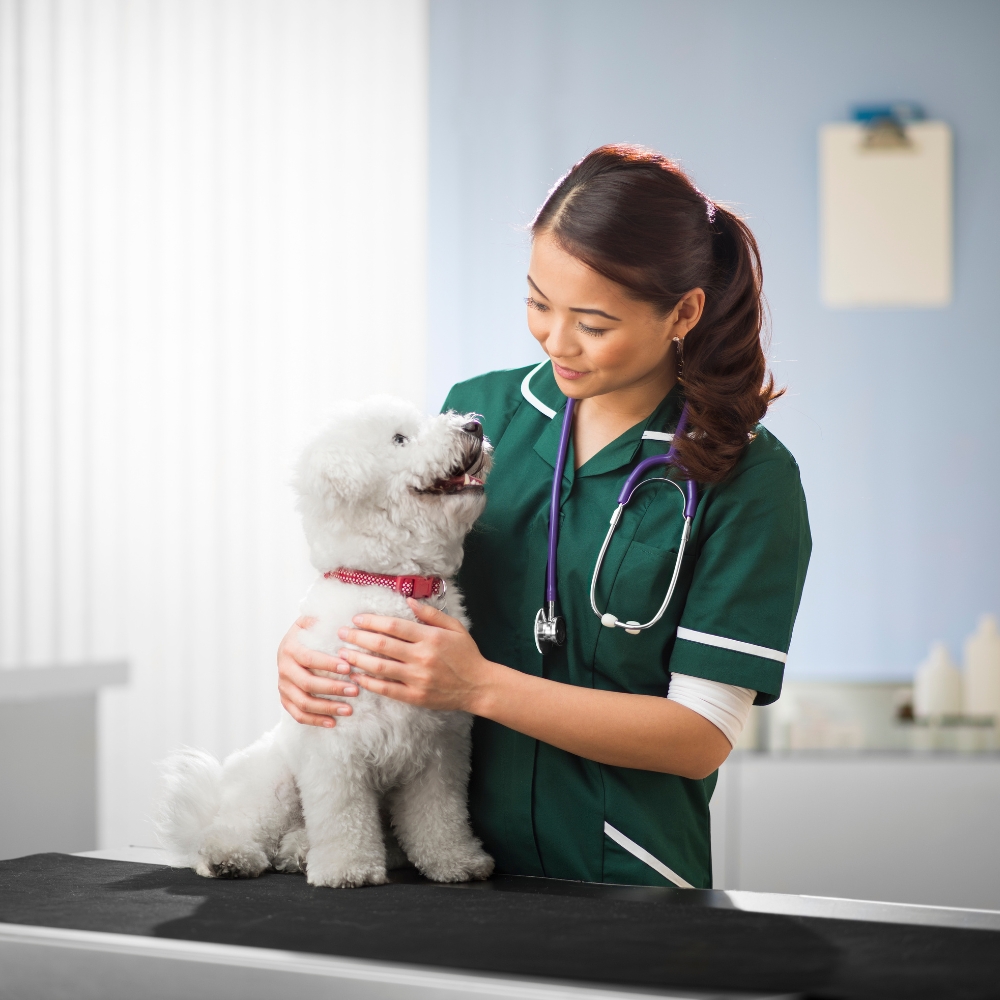 A vet is holding a happy dog