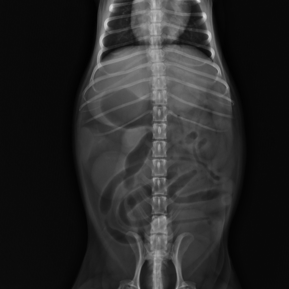Pet Radiograph
